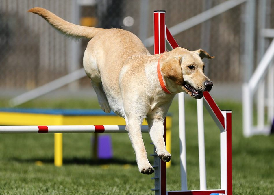 2 sports à pratiquer avec votre chien